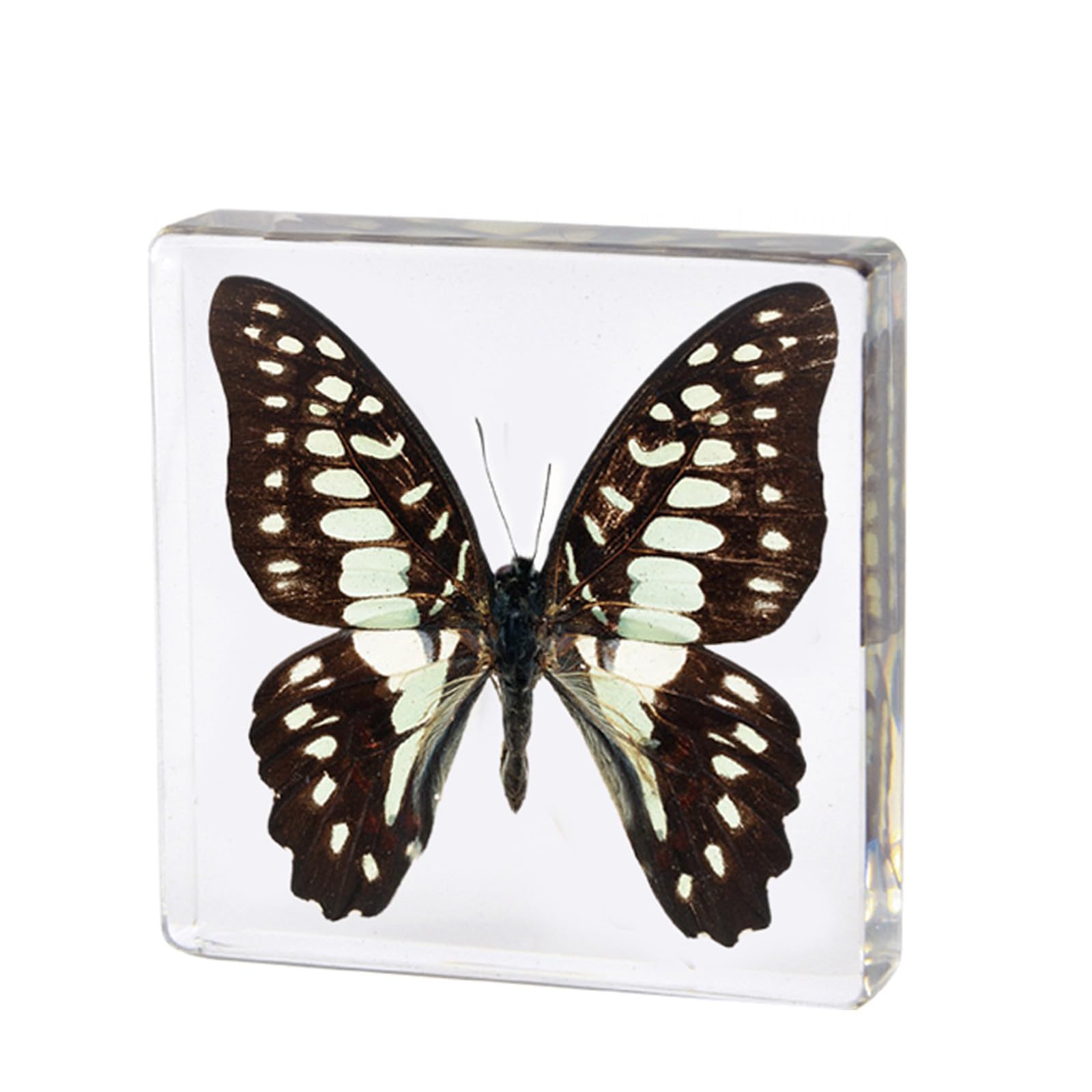 BURLOE 3, Real Insect Butterfly Specimens, Natural Butterfly in Resin Specimen Beetle Preserved Taxidermy Collection Paperweight