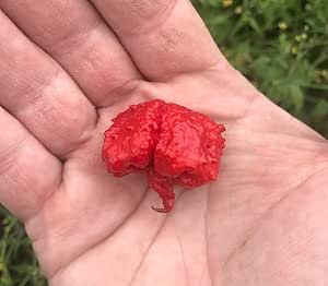 Dragon's Breath Chile Pepper Premium Seed Packet Possibly Hottest in The World Dragon Dragons