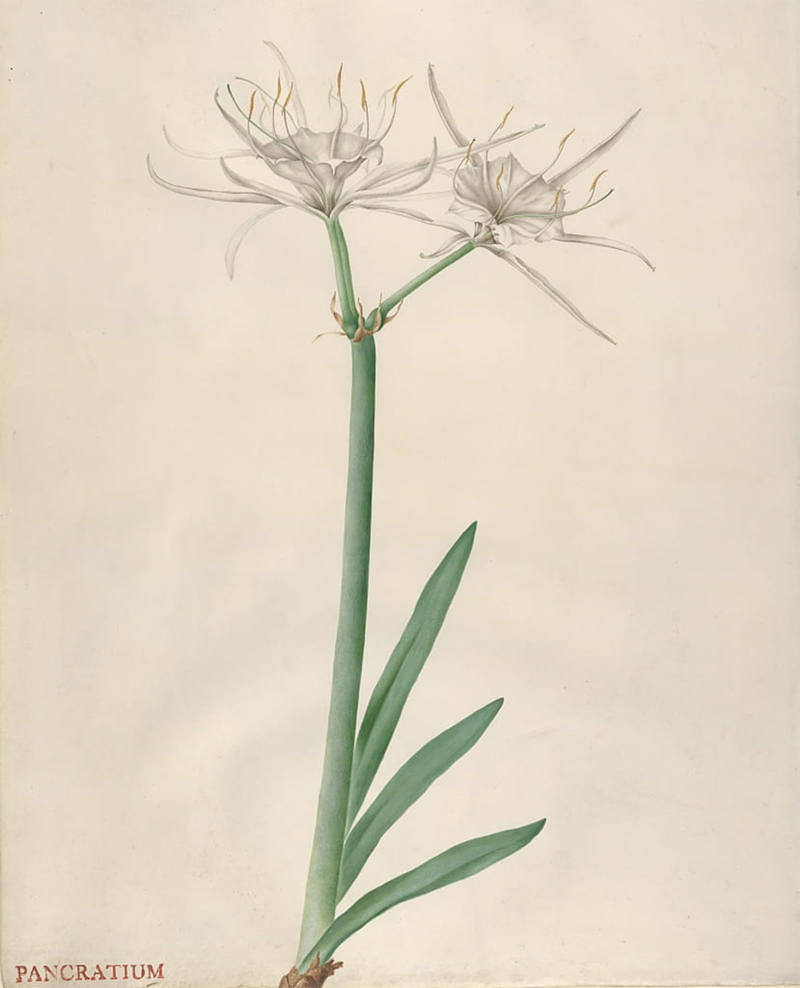 SERENDIPITP Vintage Wall Art Canvas Nordic Poster Canvas Print Picture Pancratium by Georg Dionysius Ehret Wall Art Poster for Home Decor 60x90cm