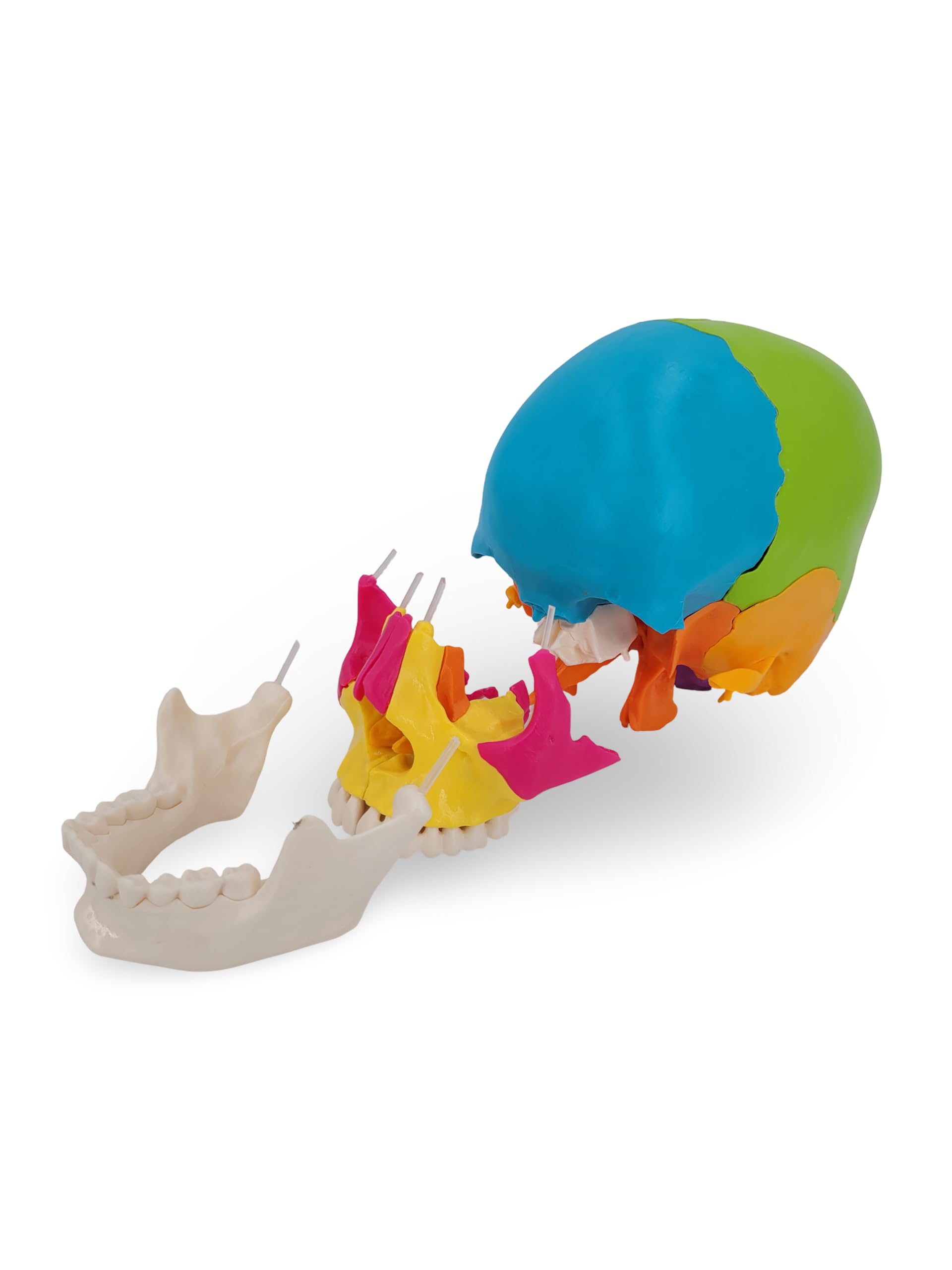 Cranstein Cranio per osteopatia | 15-22 pezzi | didattico | Studi e formazione medica | Modello di anatomia del cranio | Modello del cranio (multicolore, chiari)