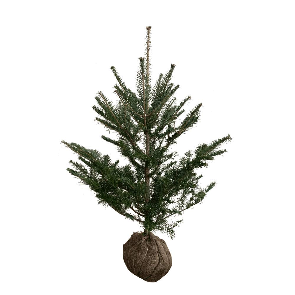 【完売】天然＊野生の可愛いもみの木さん【樅の木/苗木】ハロウィンやクリスマスに！ 完売】天然＊野生の可愛いもみの木さん【樅の木/苗木】ハロウィンや