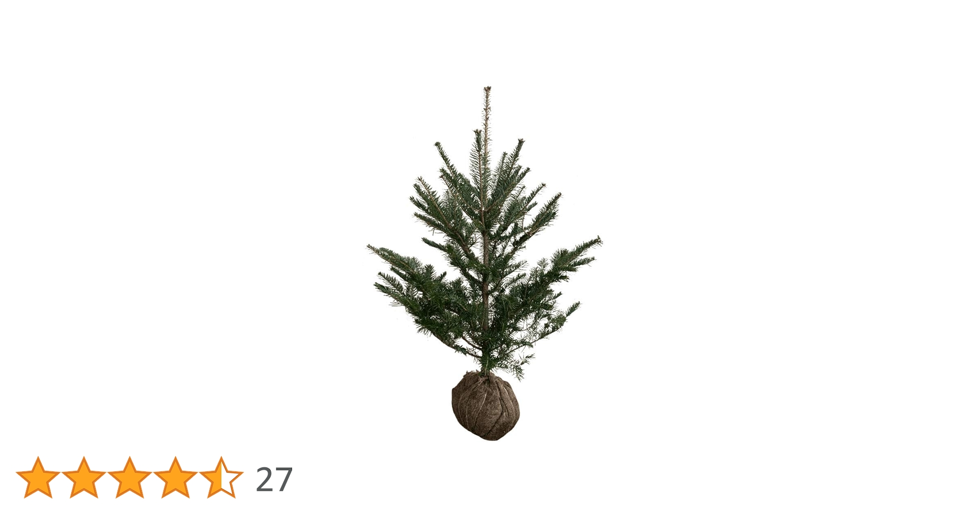 完売　　【天然＊野生の可愛い樅の木さん】もみの木/縁起の善い新芽がどっさり！ 楽天市場】モミの木（樅：もみ） 3寸 ポット苗 1鉢 クリスマス