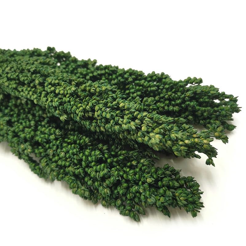 Sorghumhirse Premium Getrocknete (Sorghum) - Grün 10stk