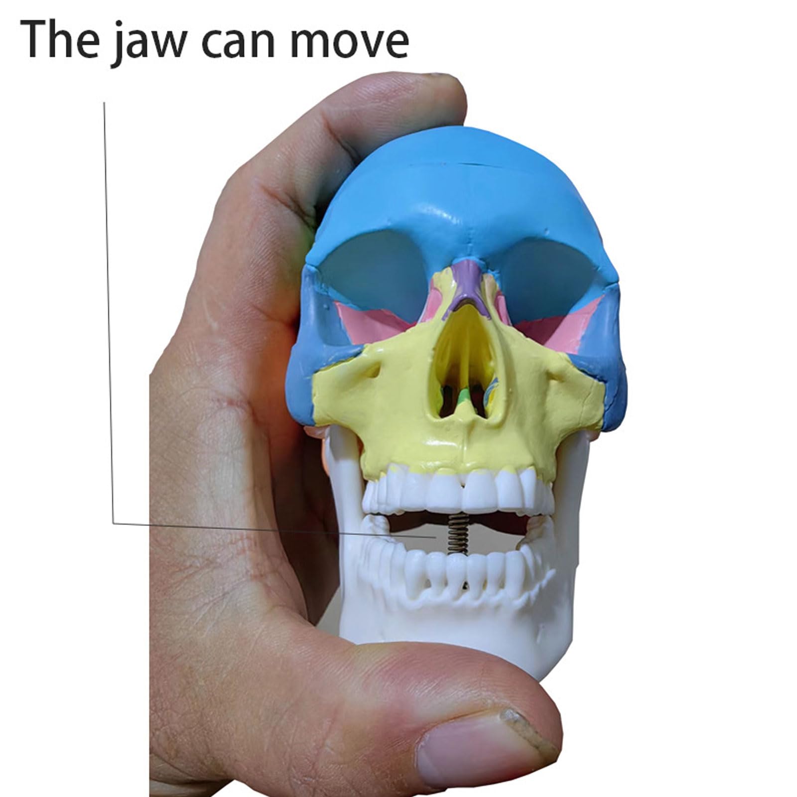 Miniaturowy Kolorowy Czaszka Anatomiczny Model Anatomiczny Nauczanie Anatomii Szkielet Głowa Medyczny Model Demonstracyjny Artykuły Laboratoryjne Stomatologiczne