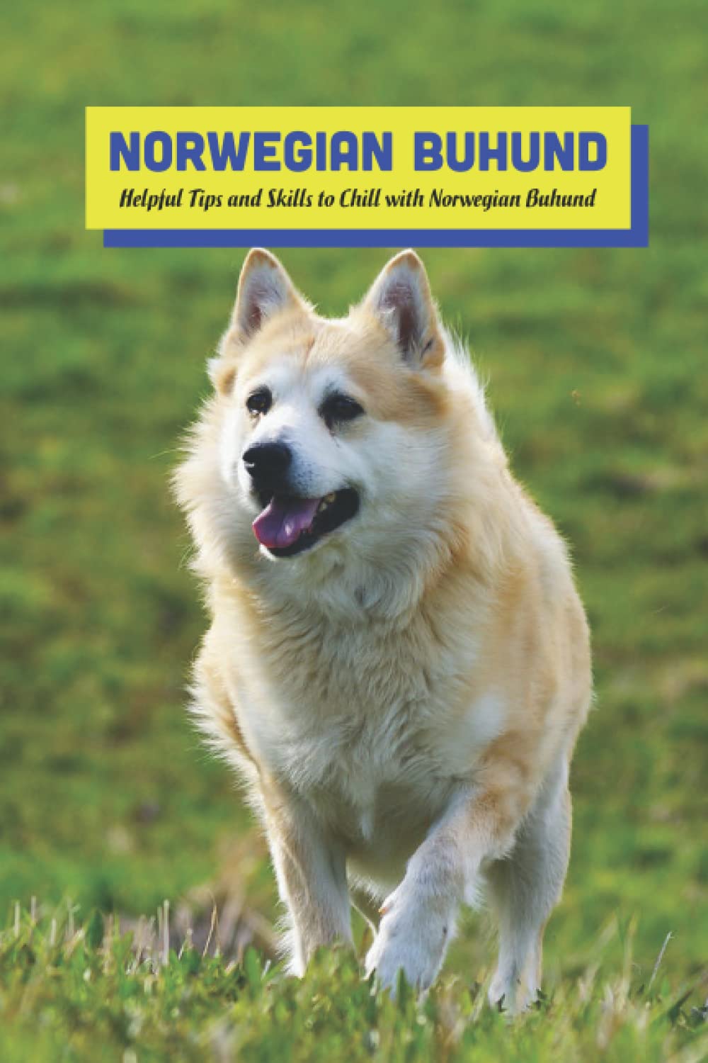 Norwegian Buhund: Helpful Tips and Skills to Chill with Norwegian Buhund