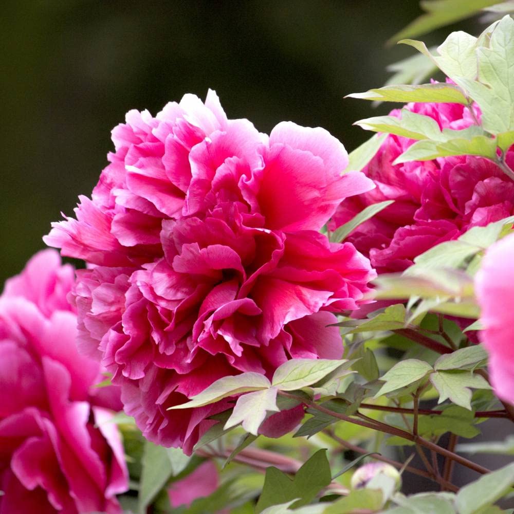 Amazon.co.jp: 【花王】 （赤紫色） 牡丹 2年生 6号スリット鉢植え