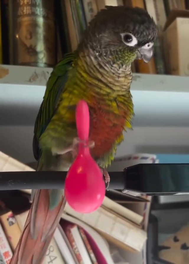 Amazon | PAVIKE インコ用マラカス 8個セット インコ マラカス