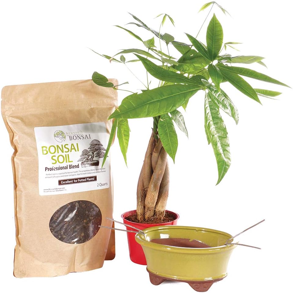 Brussel's Bonsai Live Money Indoor Bonsai Tree PIY Bundle - 4 Years Old 10" to 14" Tall with Soil & Decorative Container Small,