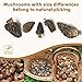 Dried Morel Mushrooms, Premium Gourmet Morchella Conica, 6 Ounces
