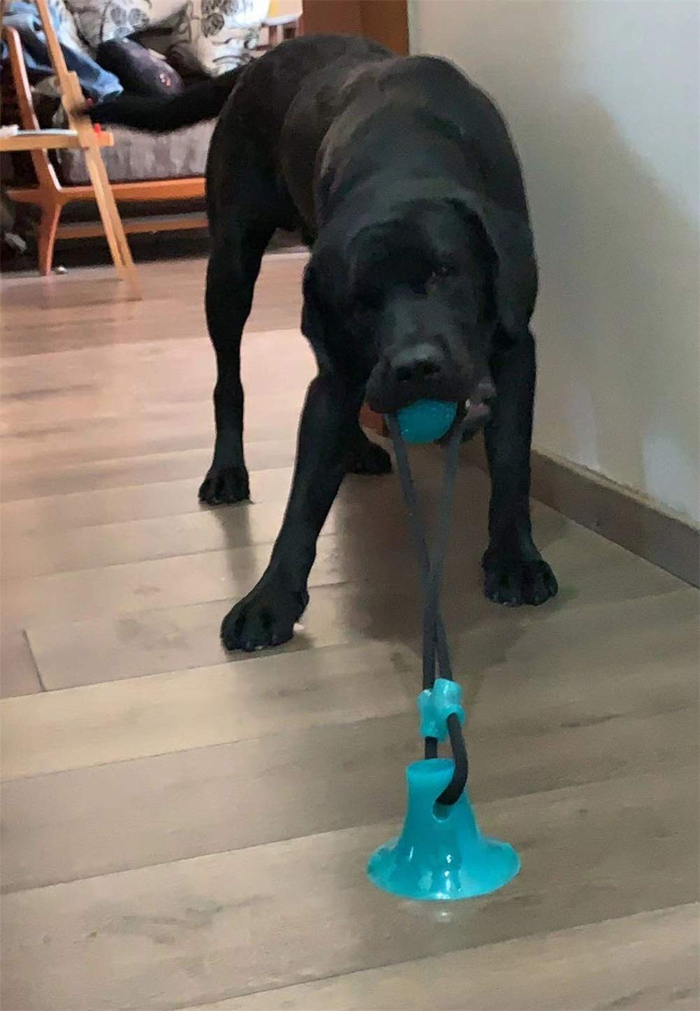 MU Dog Interactive Ventosa Push Ball Giocattoli Giocattoli Elastico Corde Elastico Dente Dente Pulizia da Masticare Giocando Iq Tratta i Giocattoli Pet Cucciolo Forniture,Verde