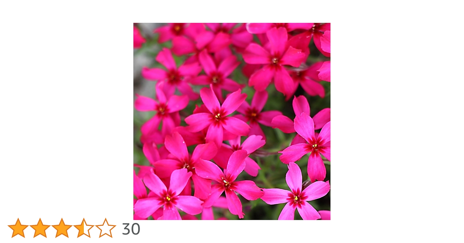 Amazon.co.jp: シバザクラ（芝桜）【スカーレットフレーム（赤