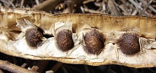 25 Seeds Moringa oleifera Drumstick Tree Seeds Garden, Lawn, Supply, Maintenance