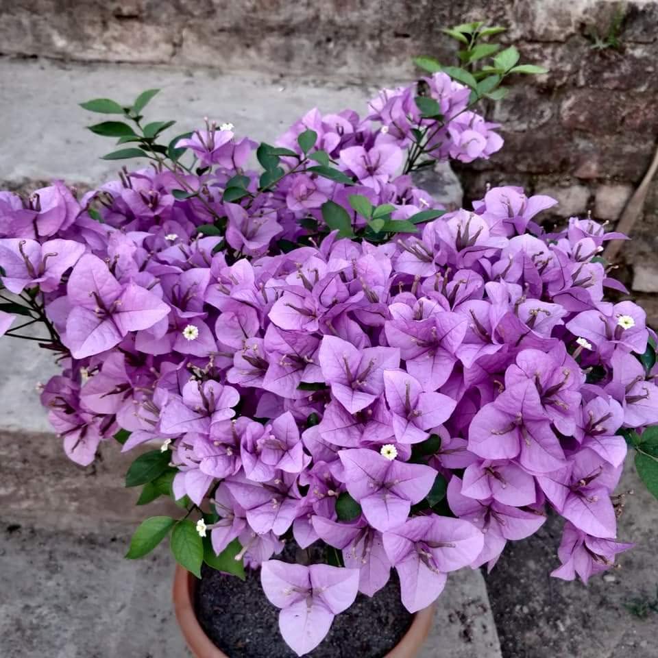 Grafted bougainvillea live plant multicolour, Multicolor live plant for bougainvillea, Live plant grafted bougainvillea (1 live plant) (B0C2Q7T5GC) Amazon Price History, Amazon Price Tracker