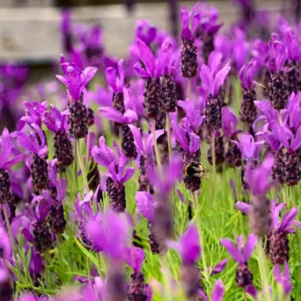 lavender plug plants wholesale Lavender Plugs