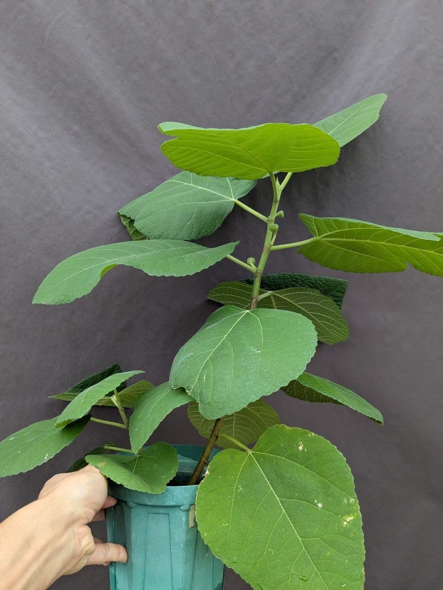 イチジク苗木 Iraq イラク IRAQI イラク イチジク 苗 苗木