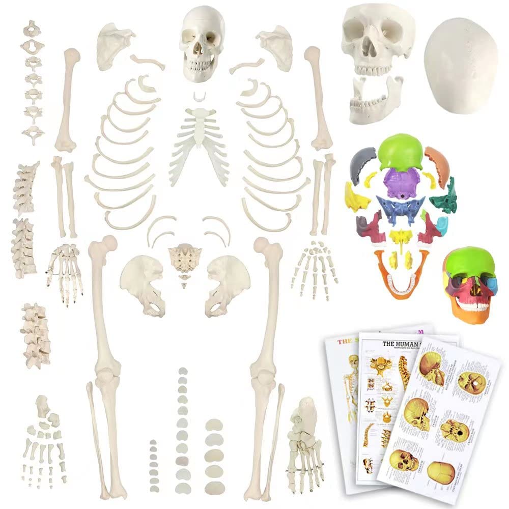 EVOTECH SCIENTIFIC Modello scheletrico umano disarticolato per anatomia 67”, modello scheletrico W/mezza dimensione, 15 pezzi, cranio esploso, manifesto, colonna vertebrale, osso, piede articolato