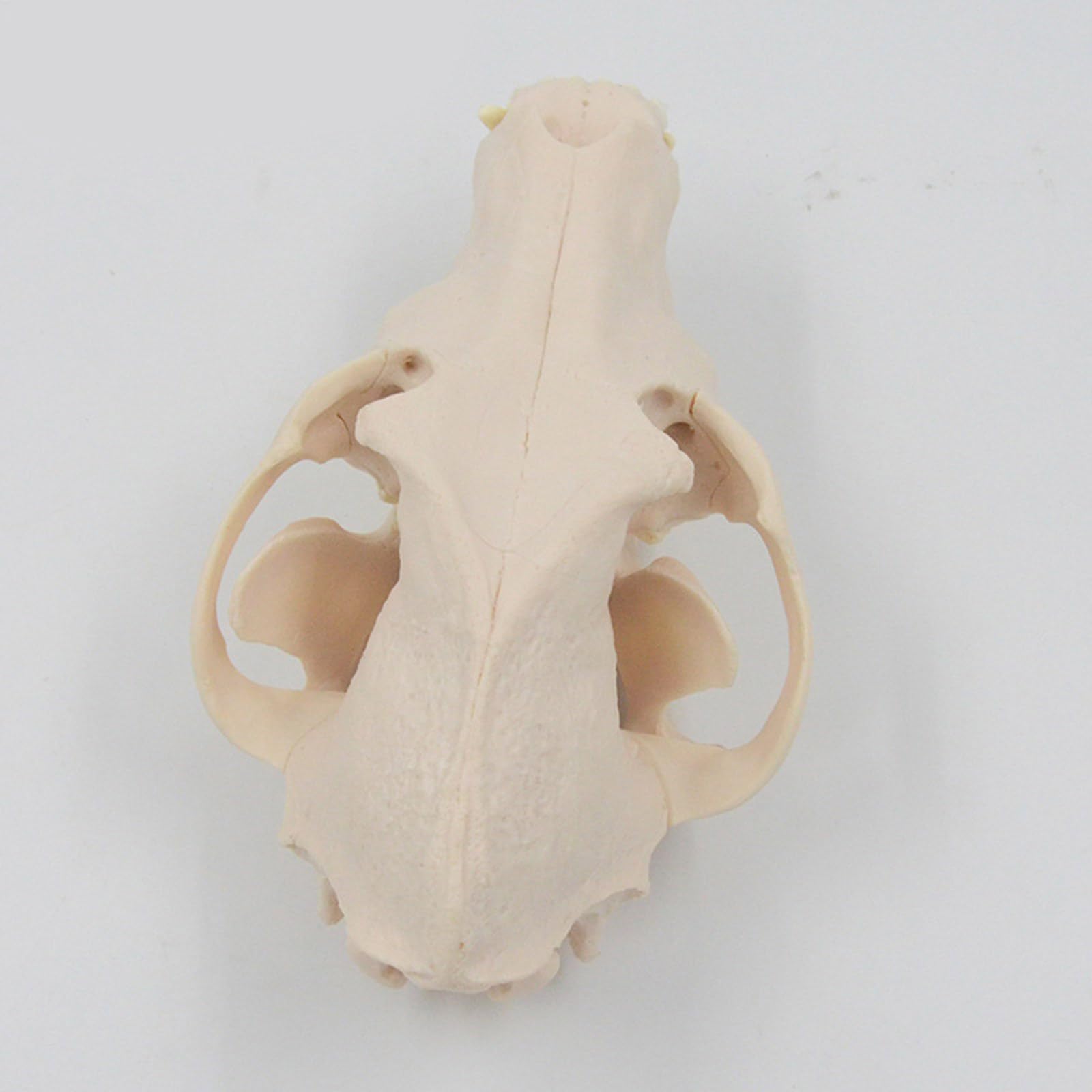 Modello Scheletro Della Testa Del Cane Per L'educazione Veterinaria E Mostrare Anatomico Modello Osseo Osseo Del Cane Anatomia Canina Canina Anatomia