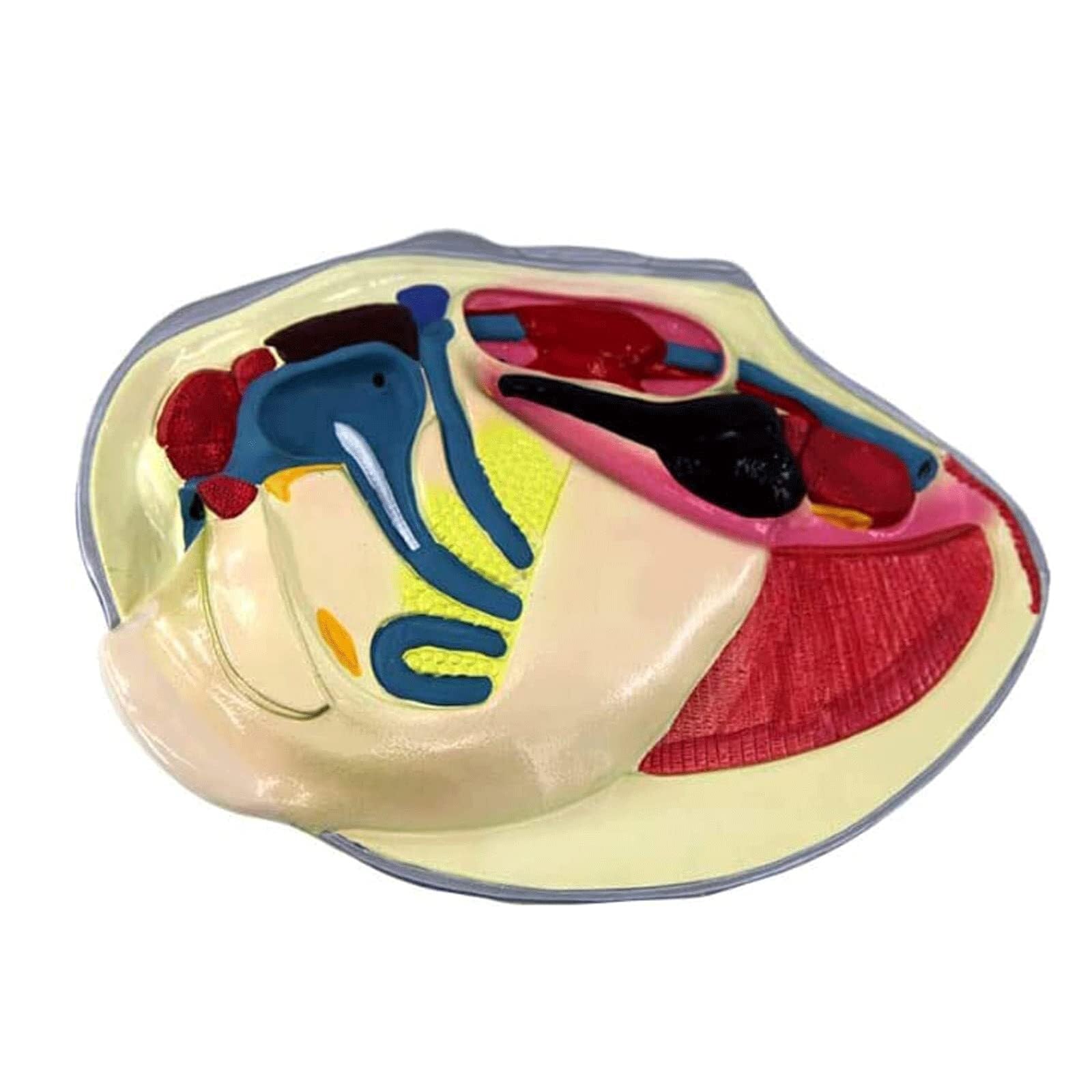 Modelo de anatomía de mejillón de río, Modelo anatómico Animal, Modelo de órganos, 45 cm x 35 cm x 12 cm, anatomía de mejillón, Modelos anatómicos