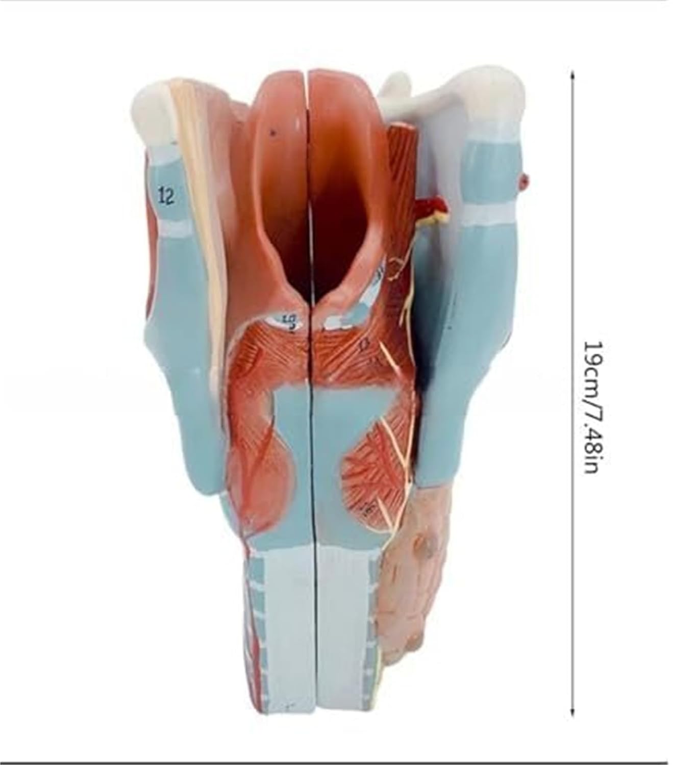 2X Human Throat, Medical Anatomy Model, 5 Parts of Human Throat and Digital Labeling Teaching