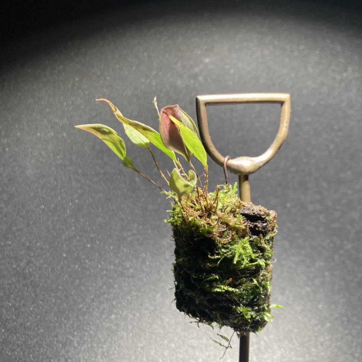 Amazon.co.jp: Lepanthes lucifer レパンテス レアパルダリウムエクア