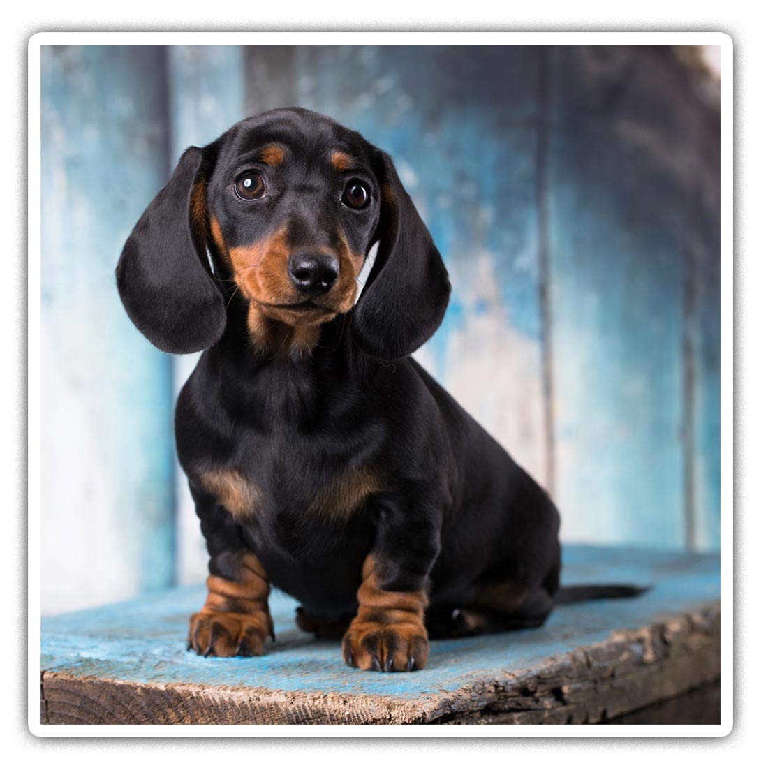 Destination Vinyl Ltd Multi Square Stickers (Set Of 2) 10Cm - Sausage Dog Dachshund Puppy Fun Decals For Laptops,Tablets,Luggage,Scrap Booking,Fridges, #16342