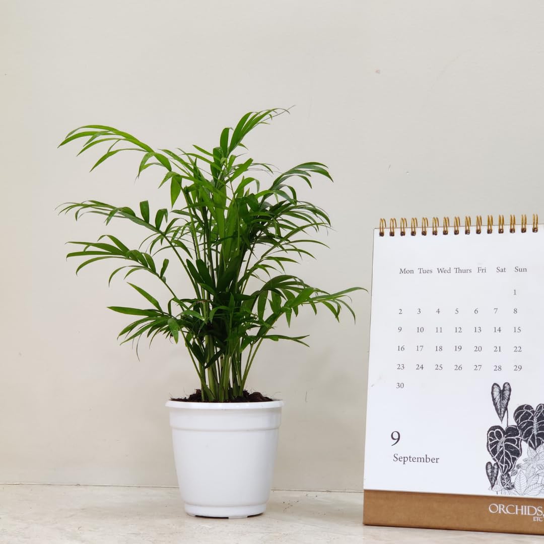 CAPPL Air Purifier Bamboo Palm Live Indoor Plant with Plastic Pot (B07ZB3JG39) Amazon Price History, Amazon Price Tracker