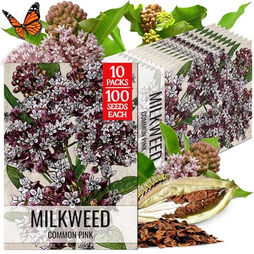 Image of Seed Needs Pink Common Milkweed Seeds for Monarch Butterflies 10 Pack