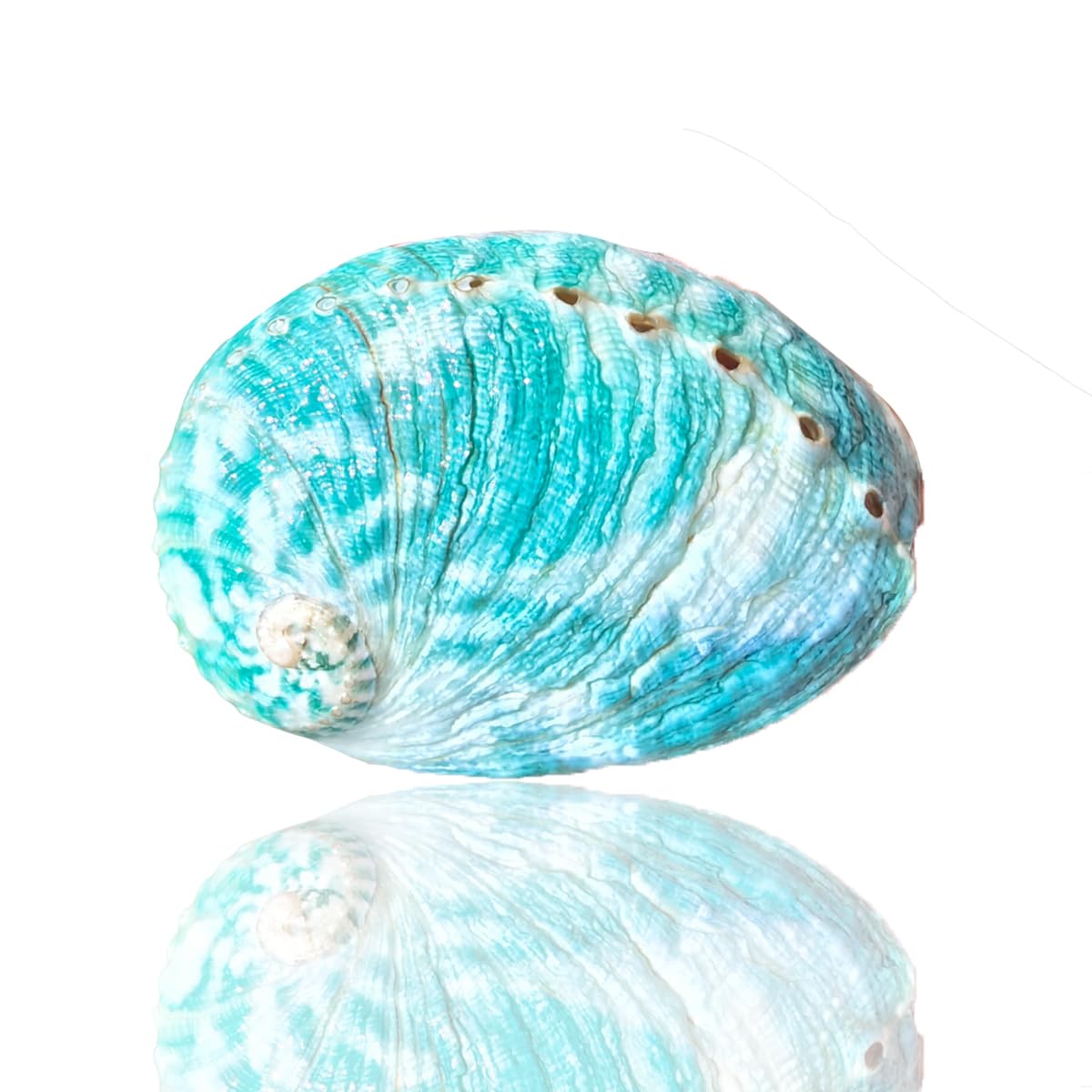 Amazon.co.jp: 大きな貝殻、ジャンボ貝殻 、 1個 8-9cm 大型 グリーン