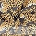 ALAZA Leopard Skin Fashion Boys Underwear Cotton Boys Briefs Toddler Soft Underwear 8Y