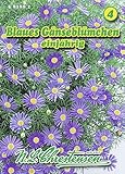 N.L. Chrestensen 581882 Gänseblümchen blau (Gänseblümchensamen)
