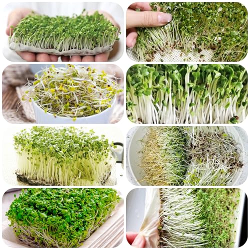brotes de brócoli orgánicos - semillas plantas decorativas jardín interior semillas de hortalizas de invierno plantas verdes semillas de brócoli brotes de brócoli plantas resistentes 2000pcs