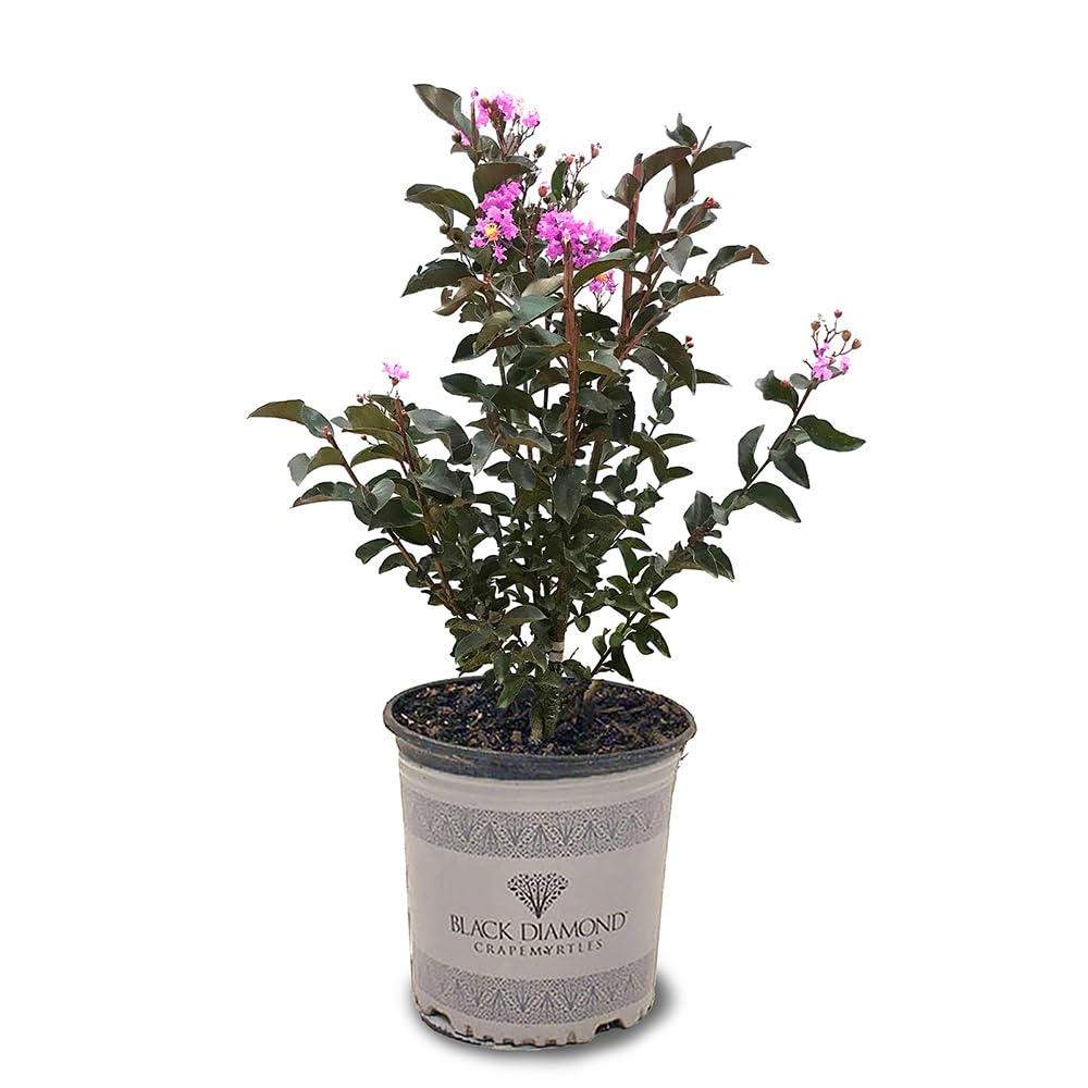 Black Diamond Crape Myrtle Tree Lavender Lace 3 Gal