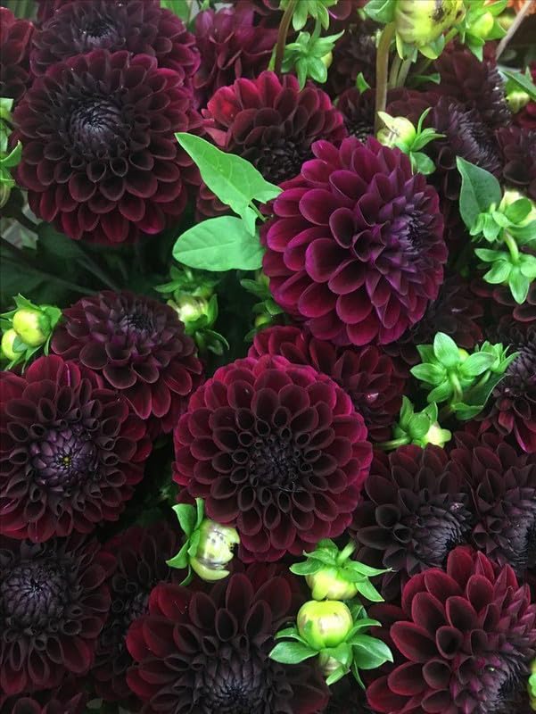 Ritz Farming® Dahlia pompano vearty flower bulbs | Dahlia dark maroon flower bulbs for Home pots | all Season Flowering bulbs for Home And Gardening pack of 2 bulbs (B0CCLGXML9) Amazon Price History, Amazon Price Tracker