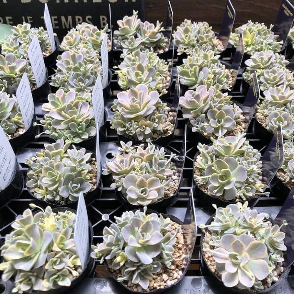 ✨子持ち睡蓮錦✨ ピンク斑  抜き苗 子持ち蓮華錦 ピンク斑 多肉植物 オロスタキスポット内全ての苗