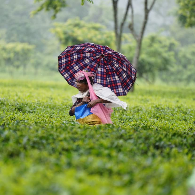 Miniatura 8 de Grace Farms Té Negro Orgánico Chai Clásico, Bolsa de 50 Sobres  Jengibre y Especias  Comercio Justo y Kosher  Devuelve el 100% de las Ganancias