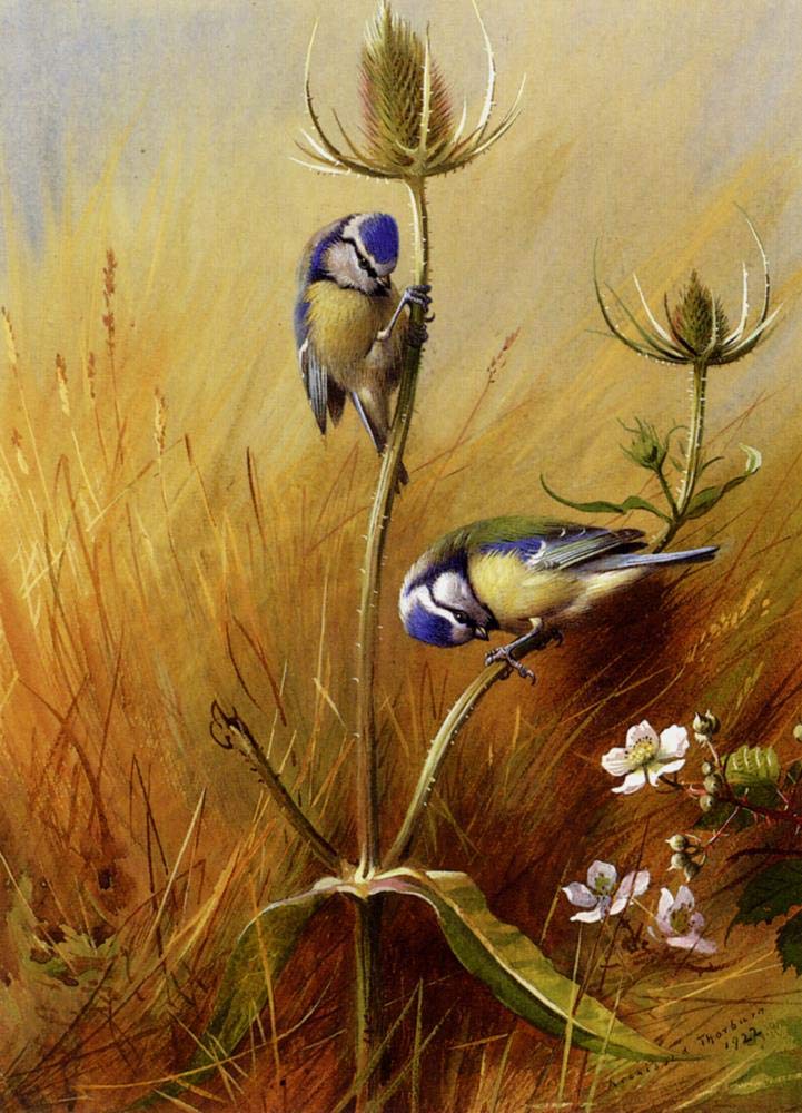 Amazon.co.jp: 17 ウォールアート Bluetits On A Teasel アーチボルド