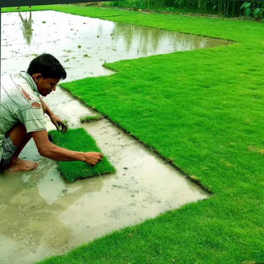 American Grass Seeds Lawn (3500 Seeds) (B0D4XX859R) Amazon Price History, Amazon Price Tracker