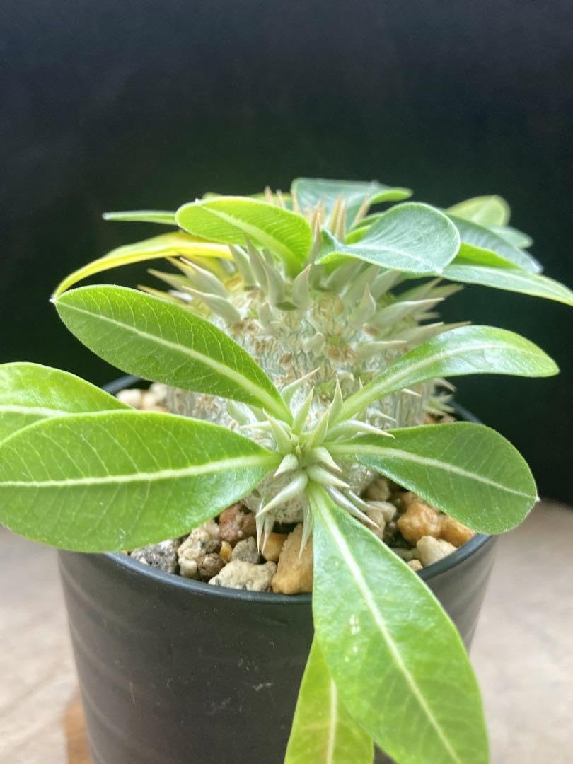 Amazon.co.jp: 塊根植物 パキポディウム エニグマティクム