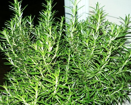 Tuscan Blue Rosemary - Live Herb Plant Tuscan Blue Rosemary - Live Herb Plant