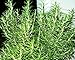 Tuscan Blue Rosemary - Live Herb Plant