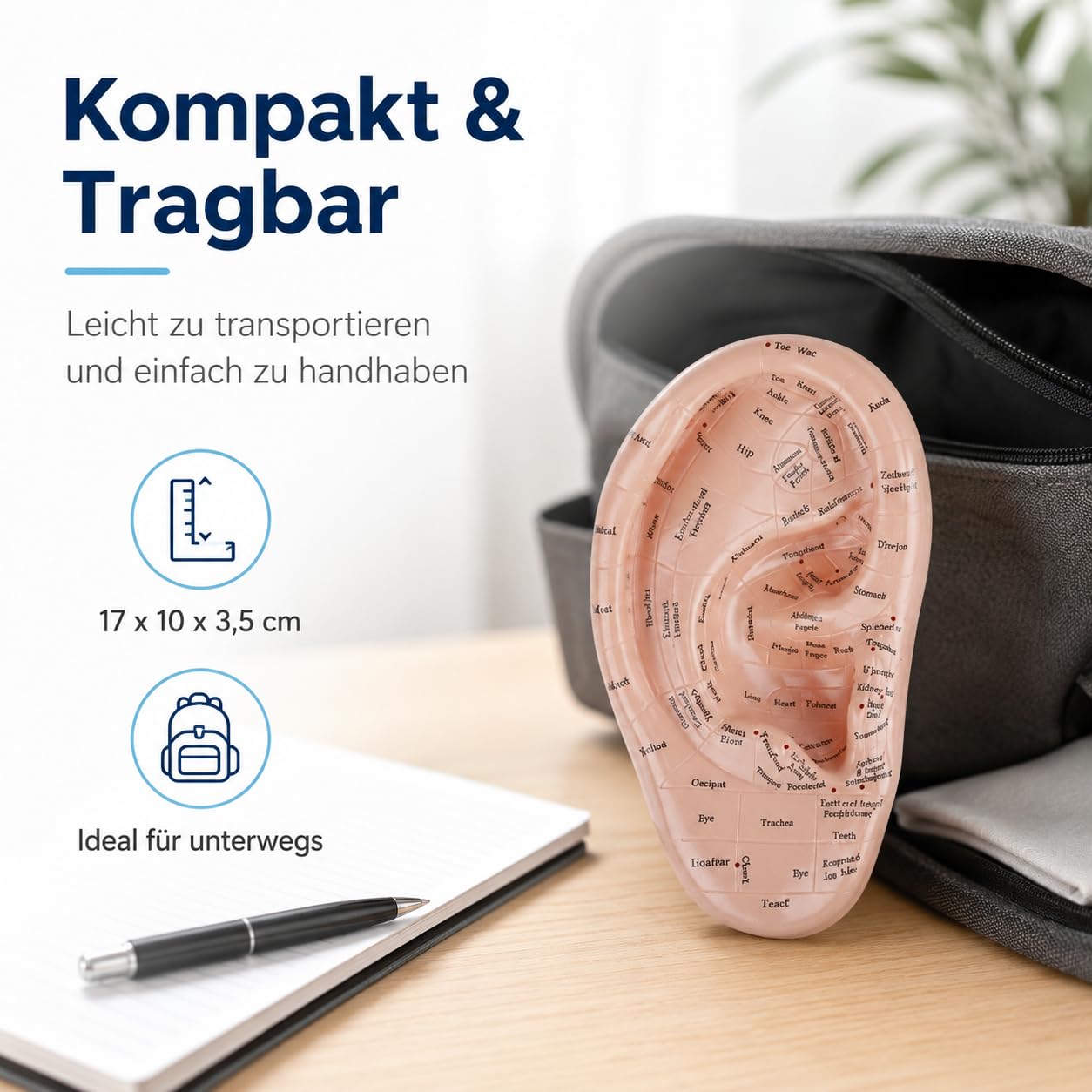 Ohrakupunktur- Tool Menschliches Ohr Anatomisches Ohr Punkt Vaccaria Acupoint Englische Charaktere Chinesische Massage Lehrrequisite Diagramm Ohrakupunktur