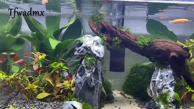 Natural Aquarium Driftwood - 200g Bushy Roots For Fish Tanks, Shrimp Habitats & Reptile Terrariums