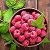 Amazon.com : 2 Raspberry Plants Live Seedlings, 5 to 9 Inch Tall, Sweet ...