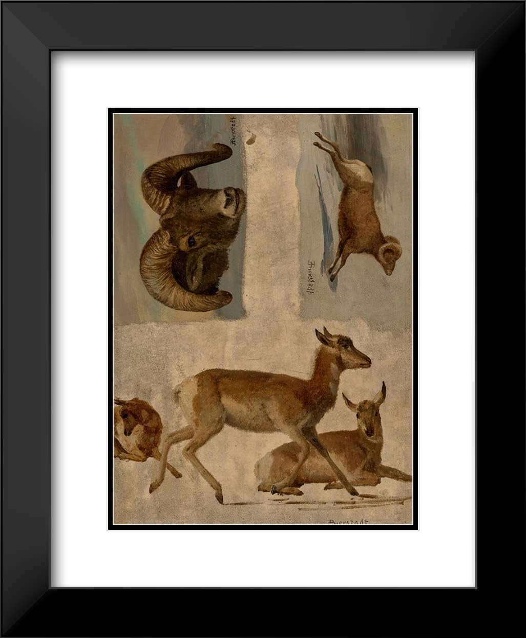 ArtDirect Albert Bierstadt 19x24 Black Modern Frame and Double Matted Museum Art Print Titled - Study of Bighorn Sheep and Antelope