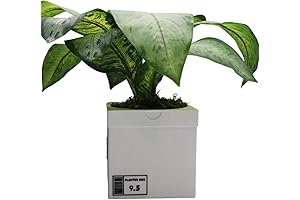 White 3D Printed Plant Pot Shaped Like Iconic Nike Shoe Box