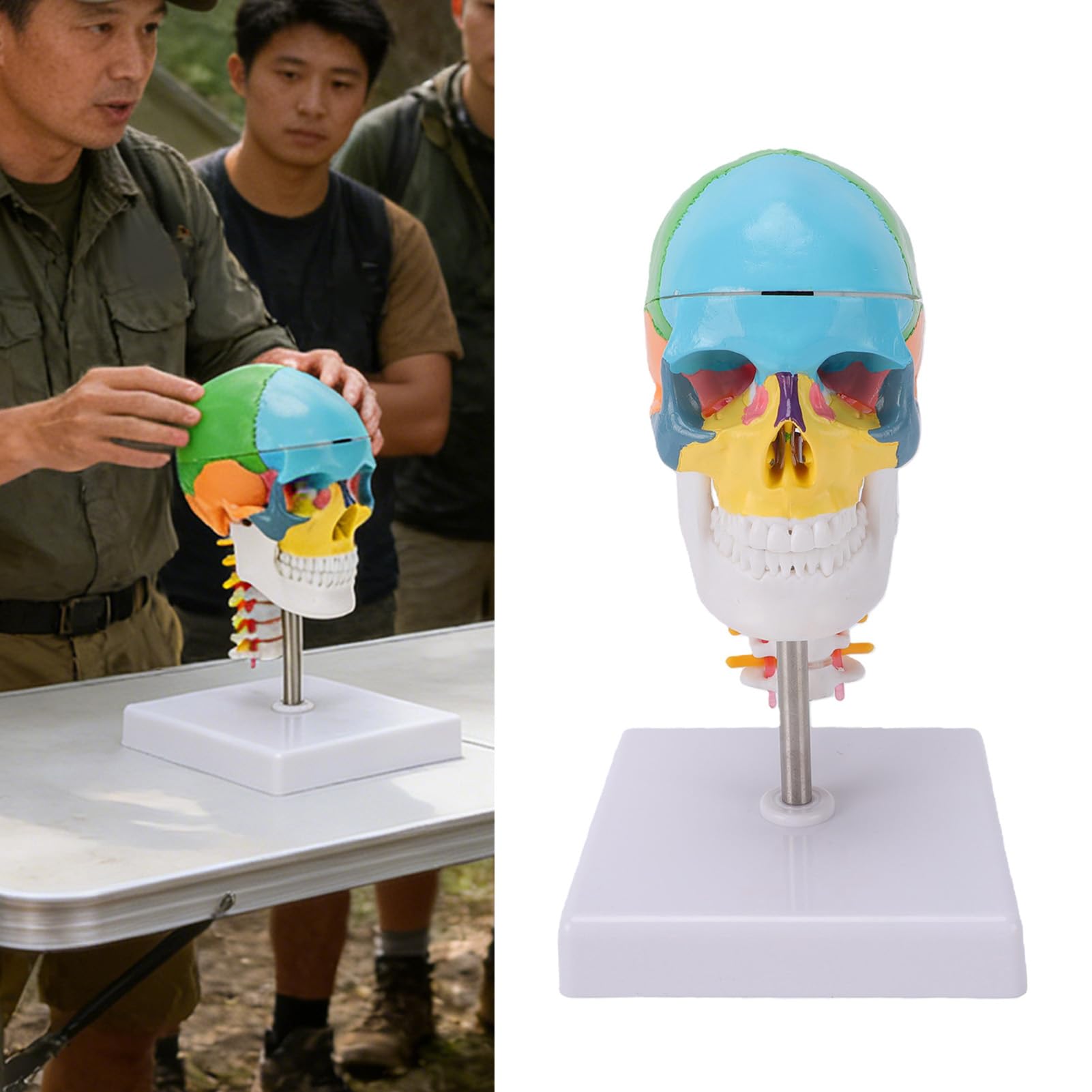 Generic Kolorowy Model Czaszki z Kręgosłupem Szyjnym i Mózgiem do Edukacji Anatomicznej 7,48 X 4,33 X 4,33 Cala Trwały PVC