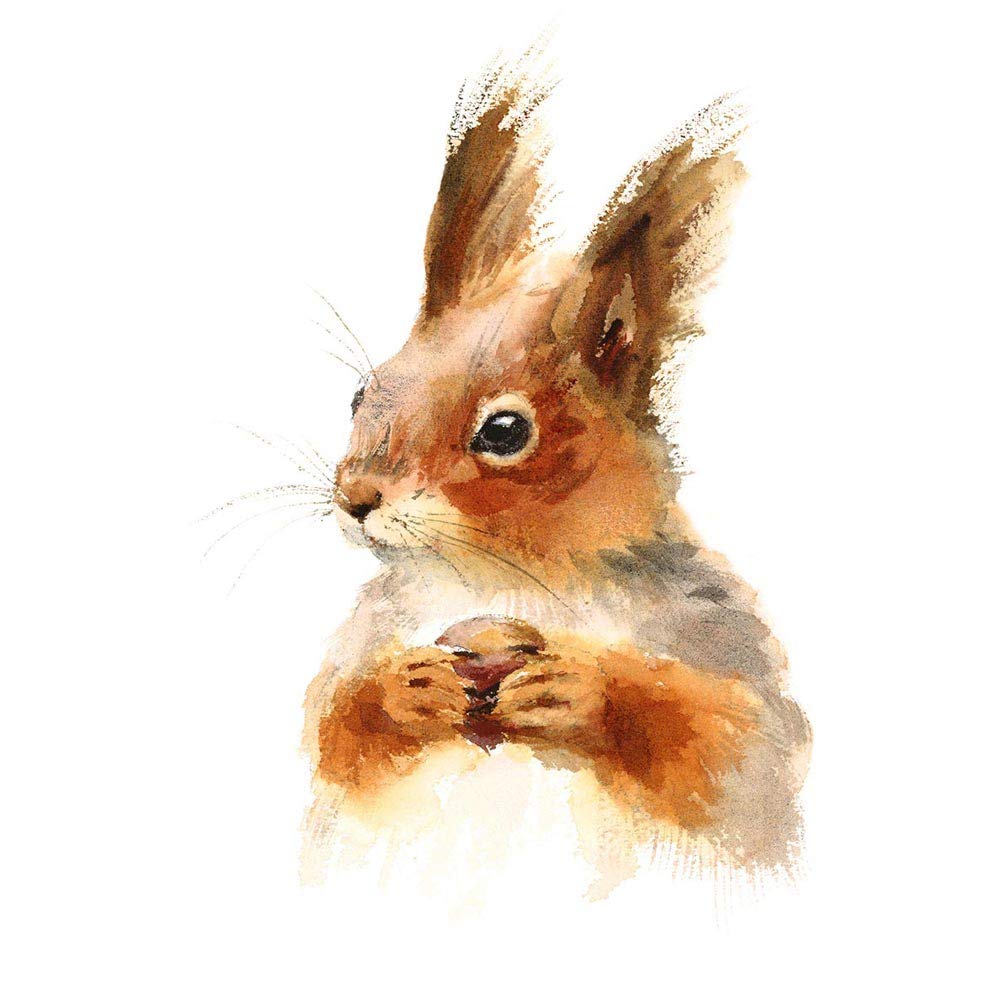 Wee Blue Coo Squirrel Watercolour With Nut Art Print Poster Wall Decor 12X16 Inch