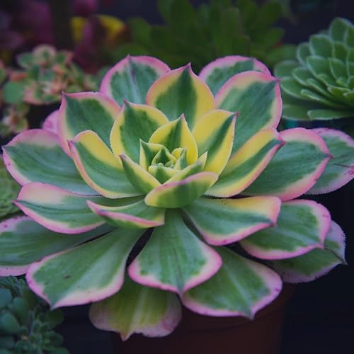 Miniatura 3 de Aeonium Suculents Plant Live, planta de eonio amarillo, rosa, verde, planta de interior viva, 4 en maceta