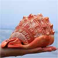 希少　天然巻貝　置物 大きめ　約33cm 61-uW2KUMaL._AC_SY200_QL15_.jpg