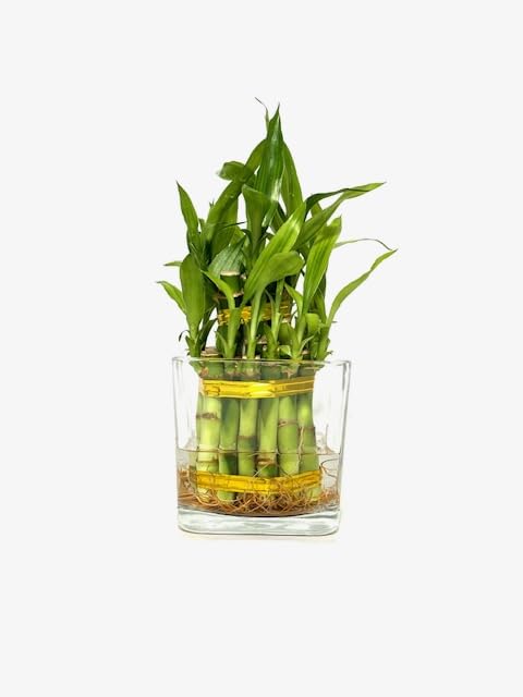 live palm plants Bella Palm – Glass Grown Aquatics main image 1